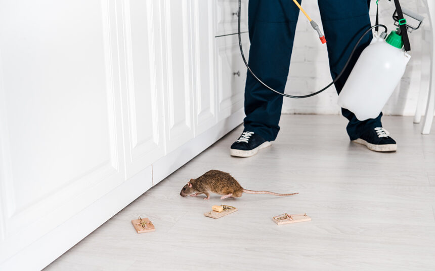cropped view of exterminator standing near mousetraps and rat