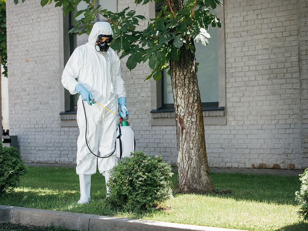 pest control worker spraying pesticides on bush